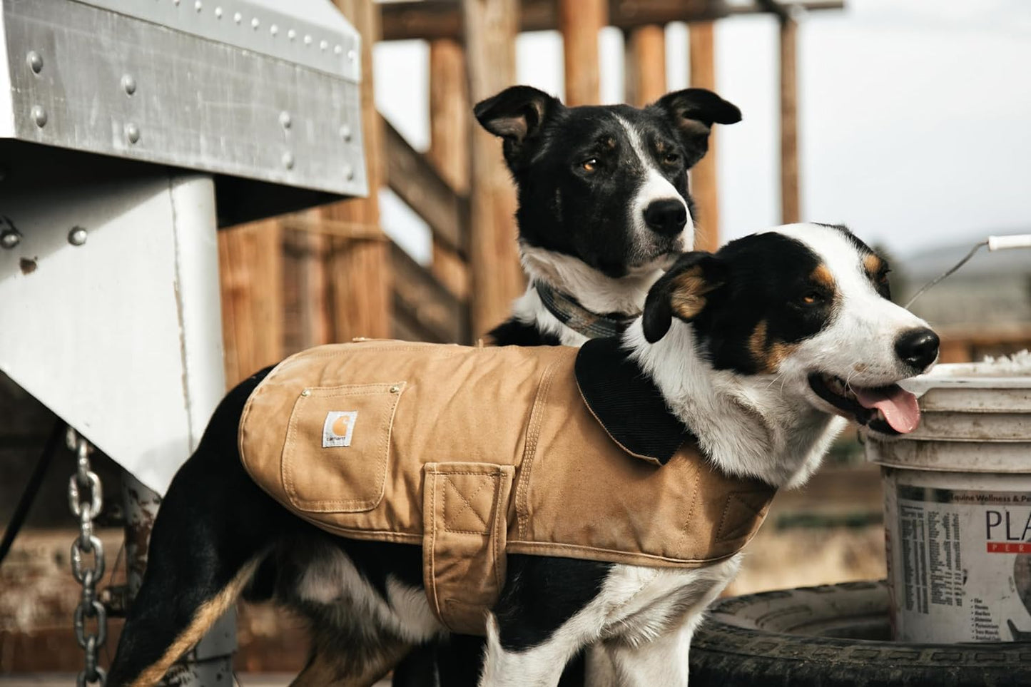 Carhartt Firm Duck Insulated Dog Chore Coat: Tan, Camo, or Hunter Orange